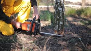 Best Tree Preservation Services  in Bensenvle, IL